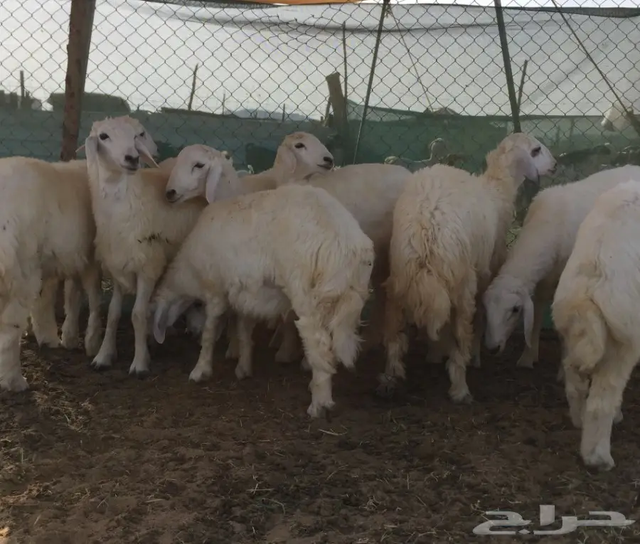 طليان جبره وسعرها طيب  (image 12)