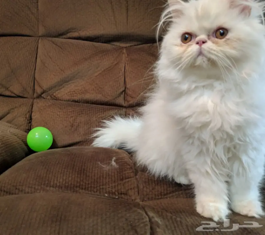 بيكي فيس بيرشن ذكر ابيض  (image 5)