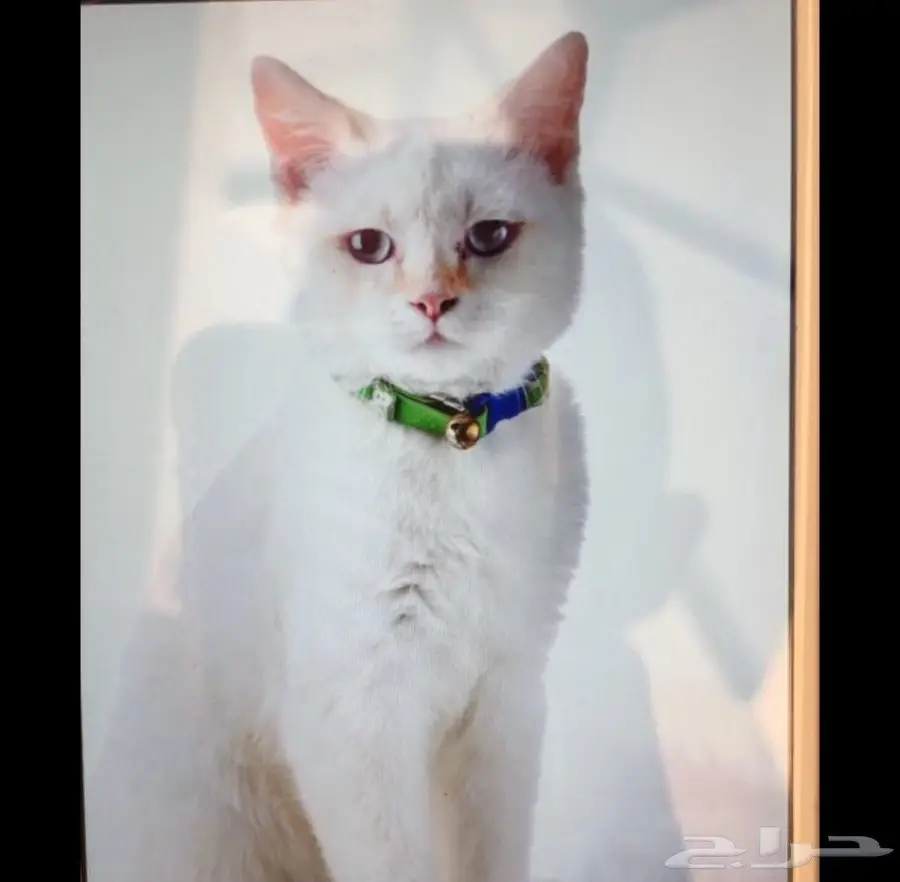 قط أليف للبيع 