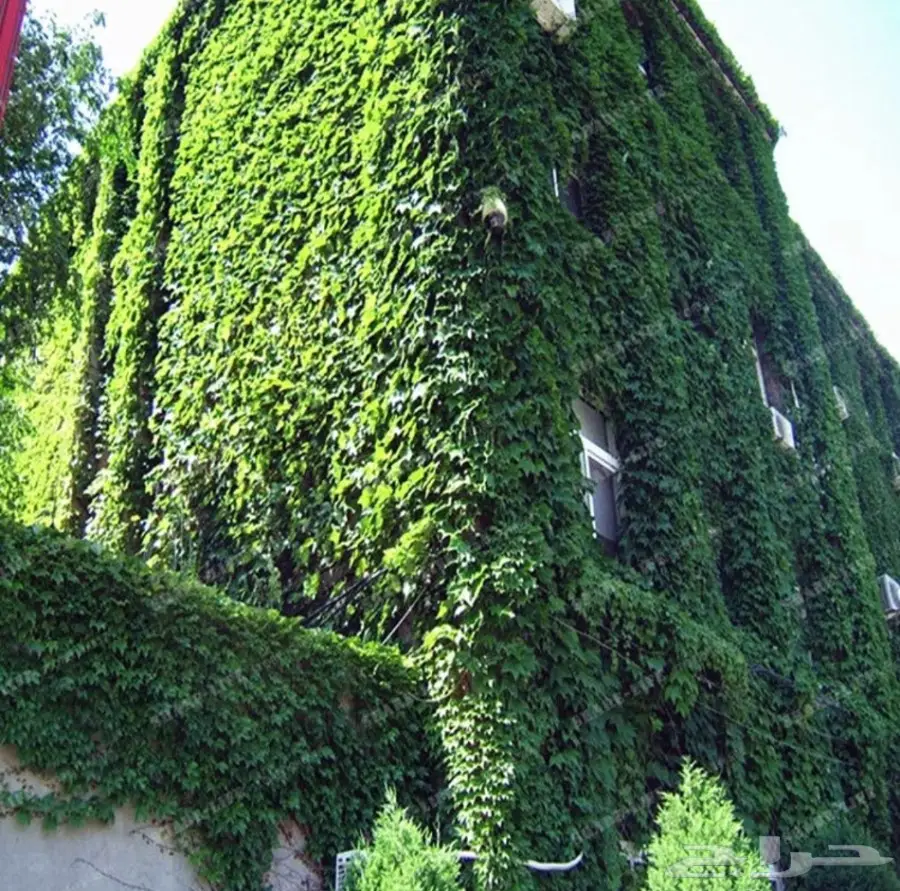 بذور اللبلاب المتسلق (image 3)