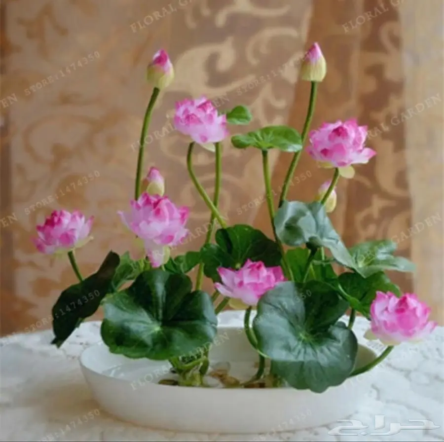 بذور زهرة اللوتس المائيه (image 2)