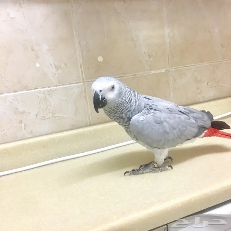 ببغاء كاسكو هولندي سوبر جامبو يتكلم ويتعلم! فرصة لا تعوض. (image 4)