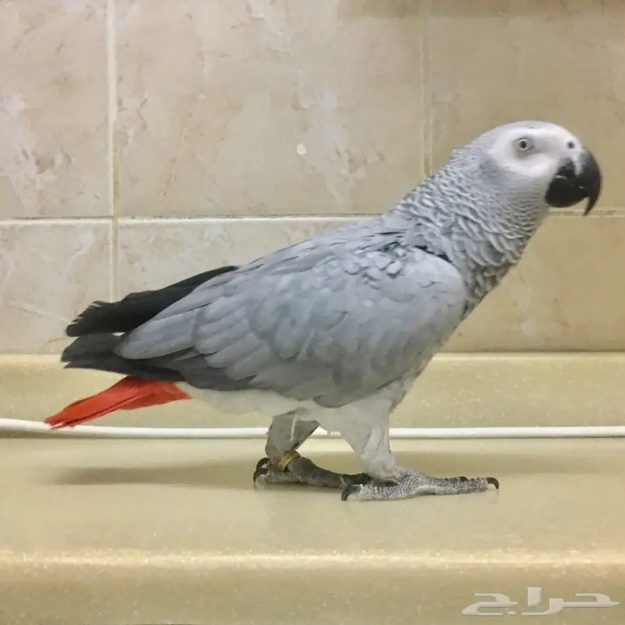 ببغاء كاسكو هولندي يتكلم بالوجه واليف حمامه 