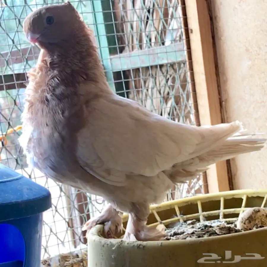 انث فراشه (image 3)