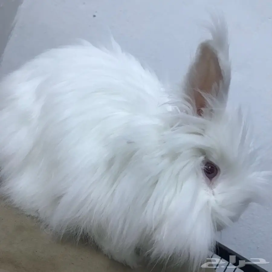 ارنب انقورا  (image 3)