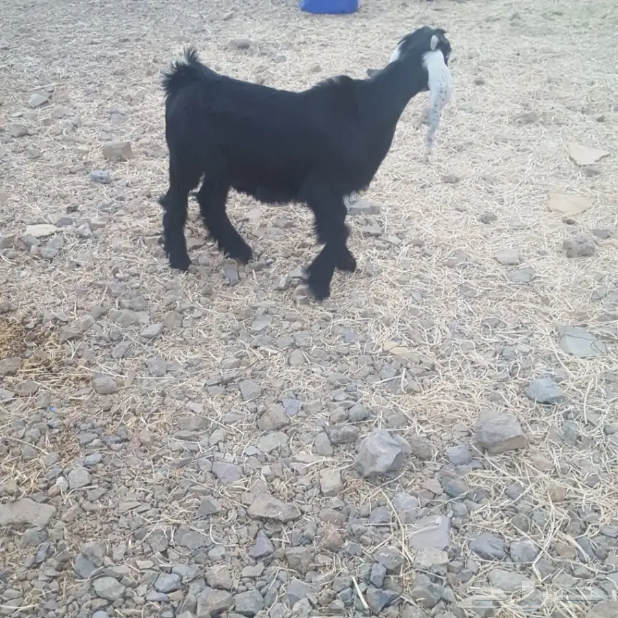 جفره للبيع (image 1)