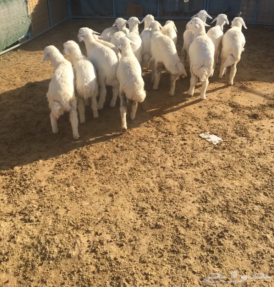 طليان ورخال عددها 19 (image 4)