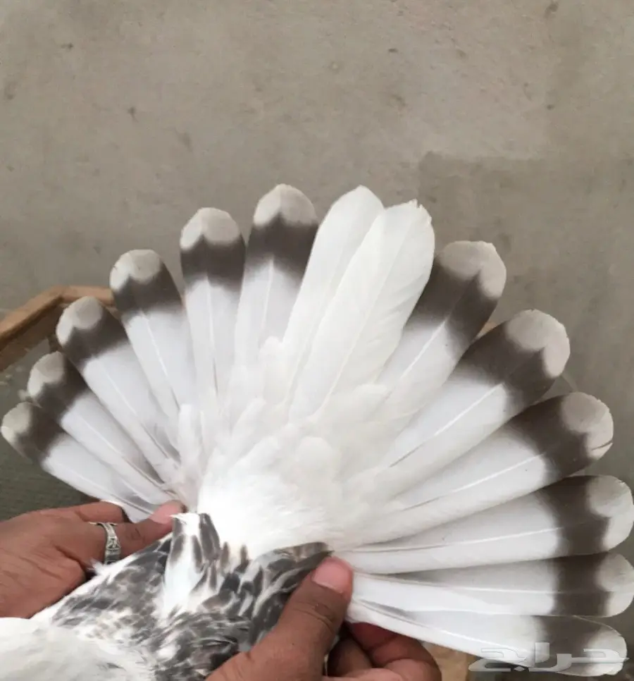 طبه منقا  (image 3)