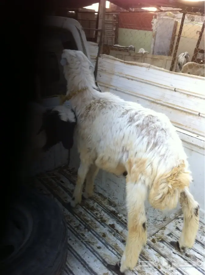 طليين حري للبيع