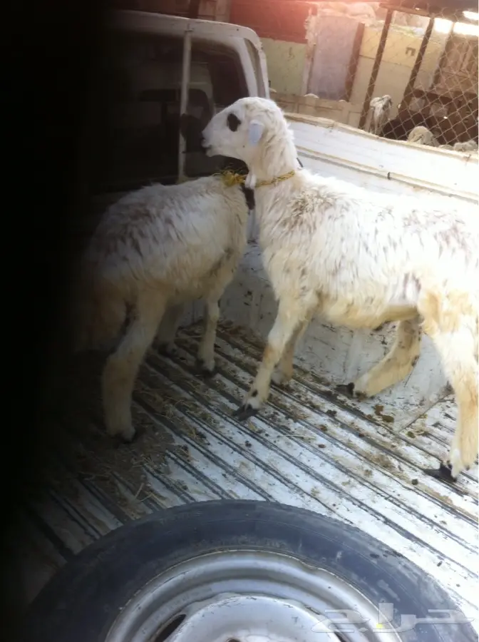 طليين حري للبيع (image 1)