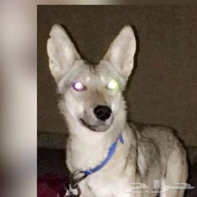 ذيب للبيع سرحاني شمالي العمر اربع شهور (image 1)