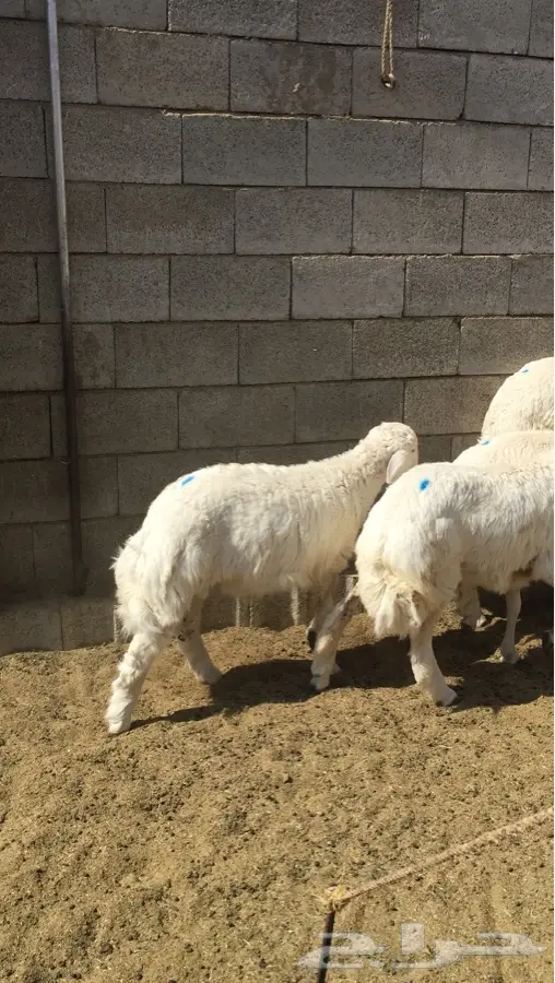 طليان ذبايح حري (image 6)