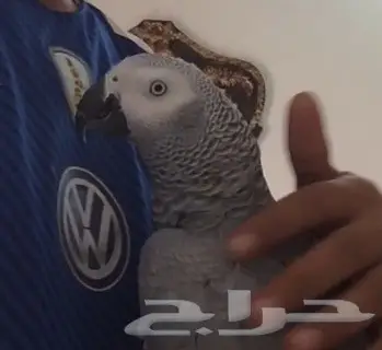 كاسكو متكلم (image 3)