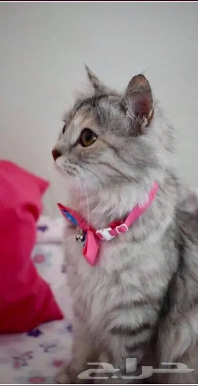 قط سيبيري اليف  (image 2)