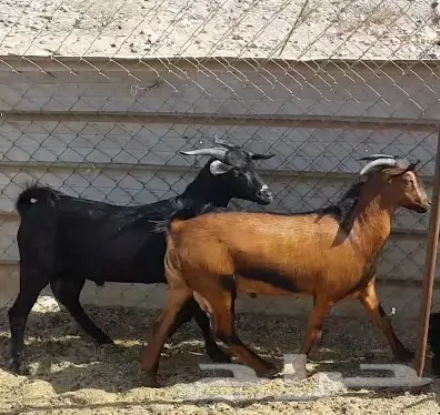 تيوس محايل عسير (image 1)