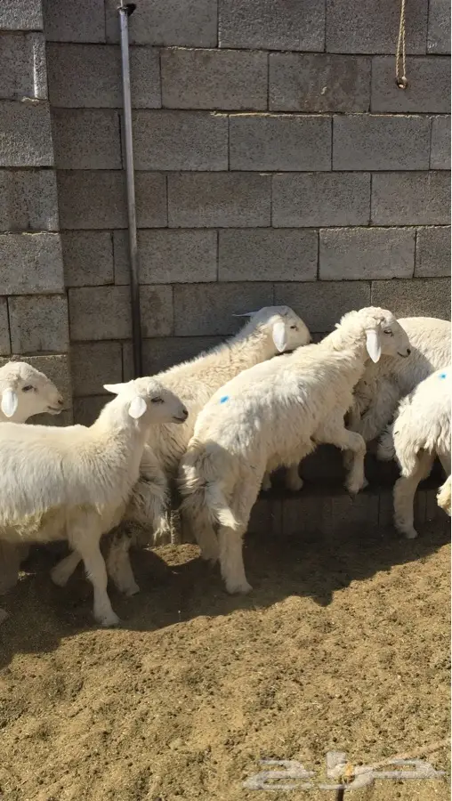 طليان ذبايح حري (image 9)