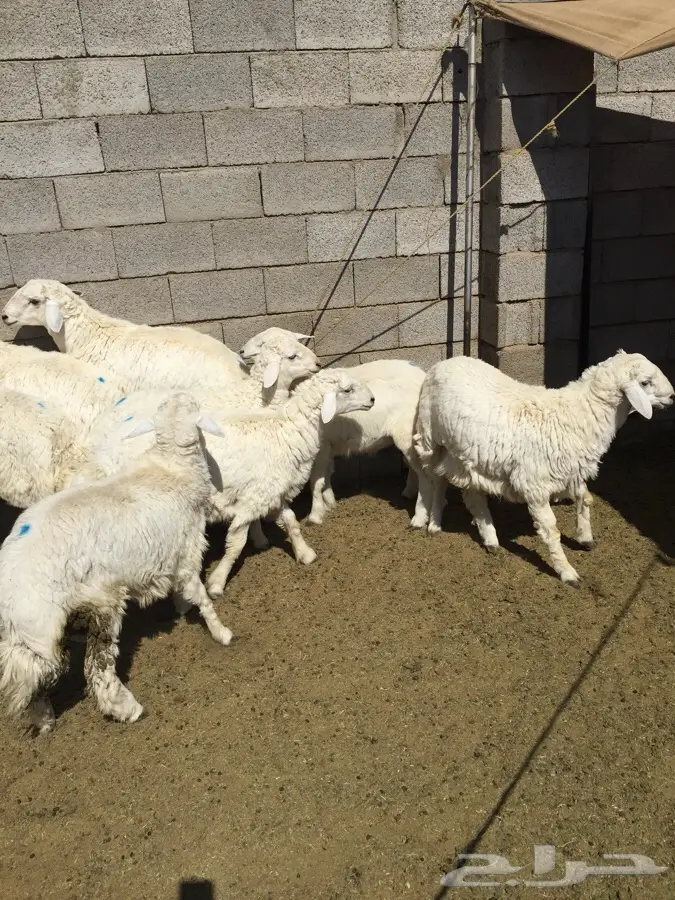 طليان ذبايح حري (image 1)