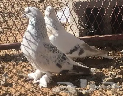 حمام اتراك  (image 1)