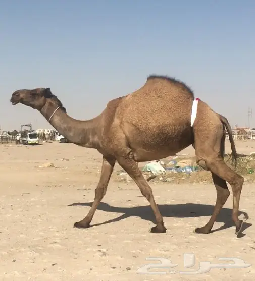 معشر صفرا كفو 