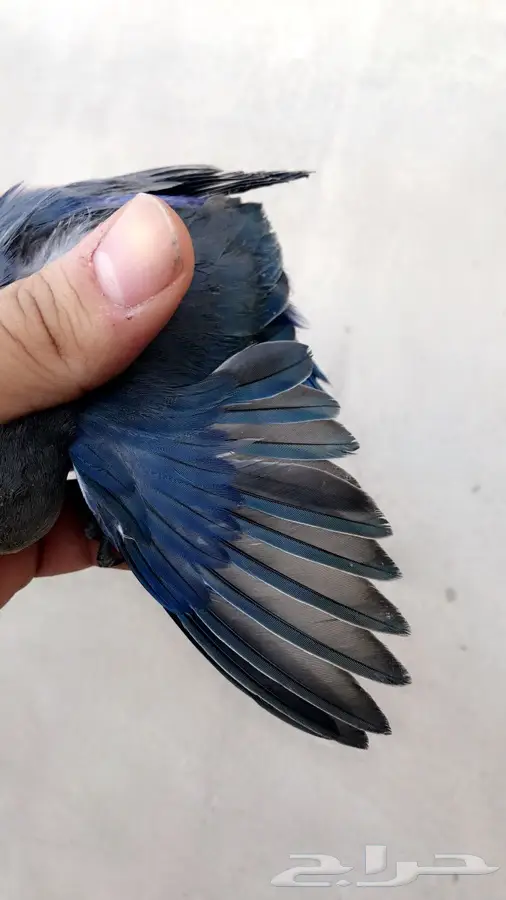 روز فايلوت هدد داخلي وخارجي (image 9)