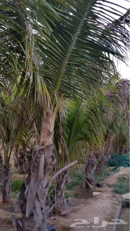 نخل نارجيل ( جوز الهند ) للبيع (image 5)