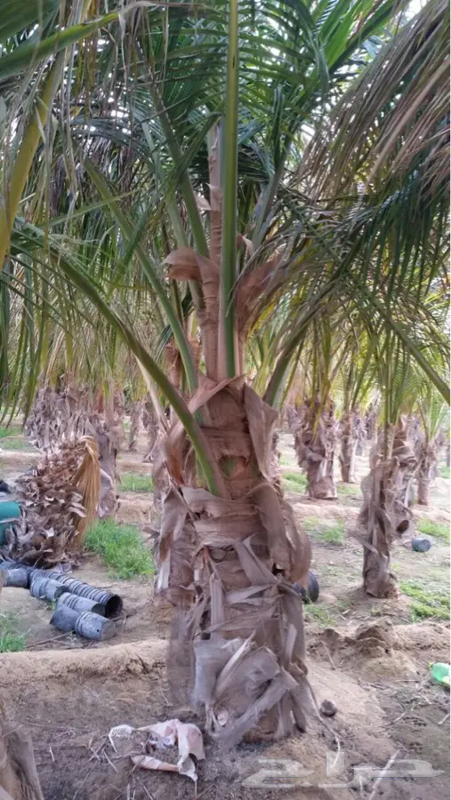 نخل نارجيل ( جوز الهند ) للبيع (image 7)