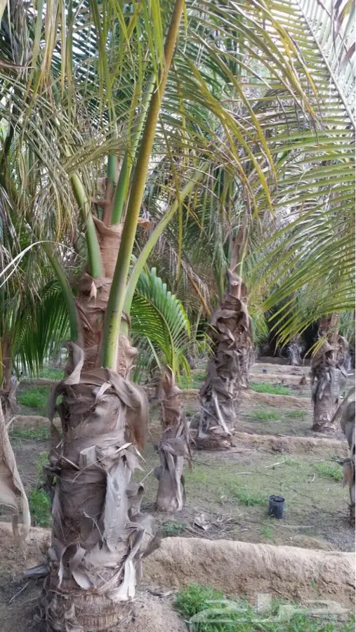 نخل نارجيل ( جوز الهند ) للبيع (image 4)