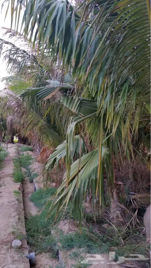 نخل نارجيل ( جوز الهند ) للبيع (image 3)