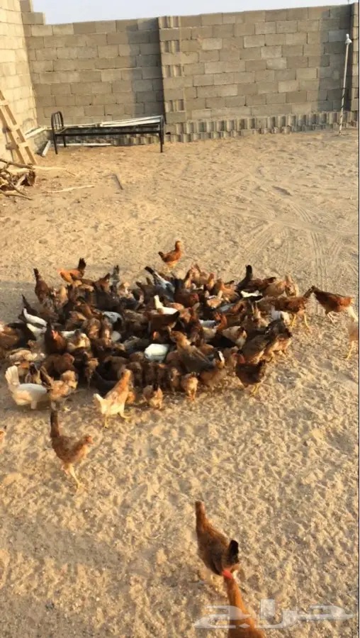 بير الغنم (image 3)