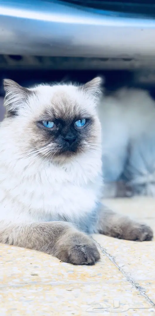 قطط هملايا للبيع  (image 3)