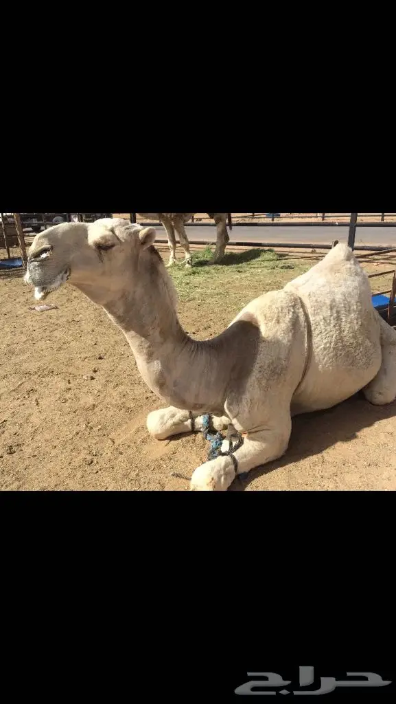 فحل اوضح كفو 