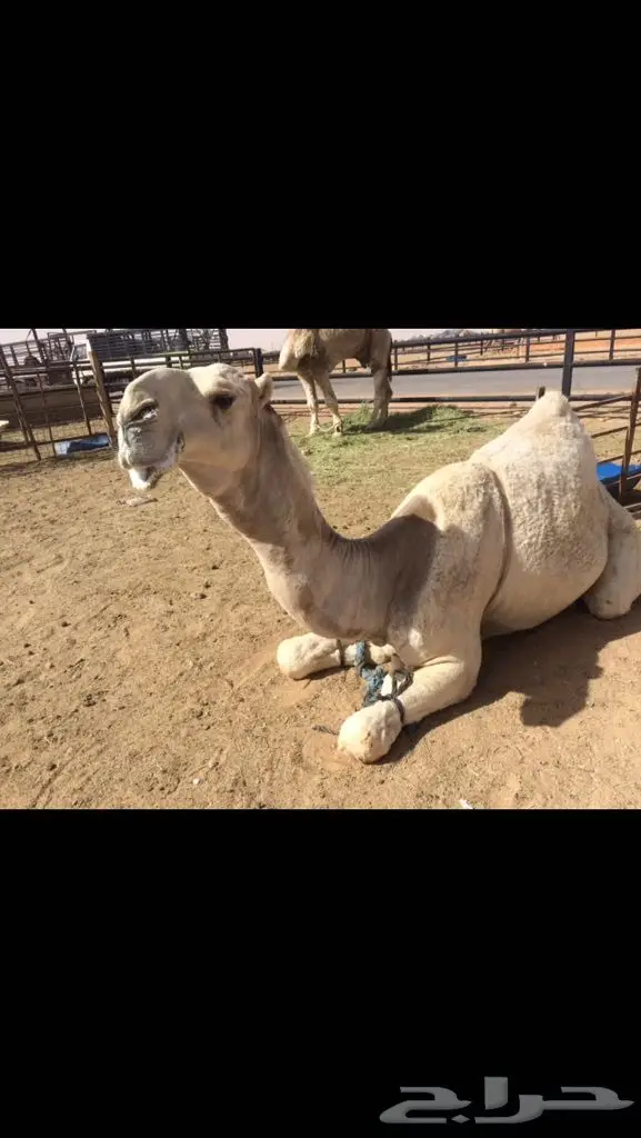 فحل اوضح كفو  (image 4)