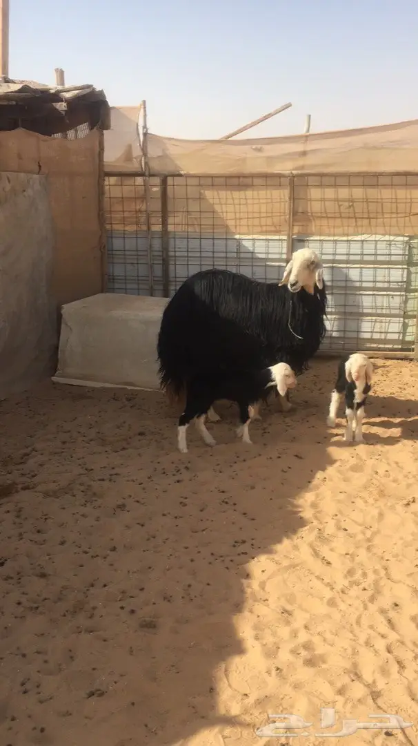 شاه نجدية جذعه تحتها ثنين (image 2)