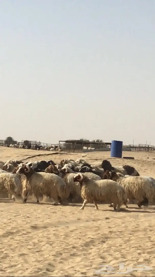 ذبايح نعيم جدعان