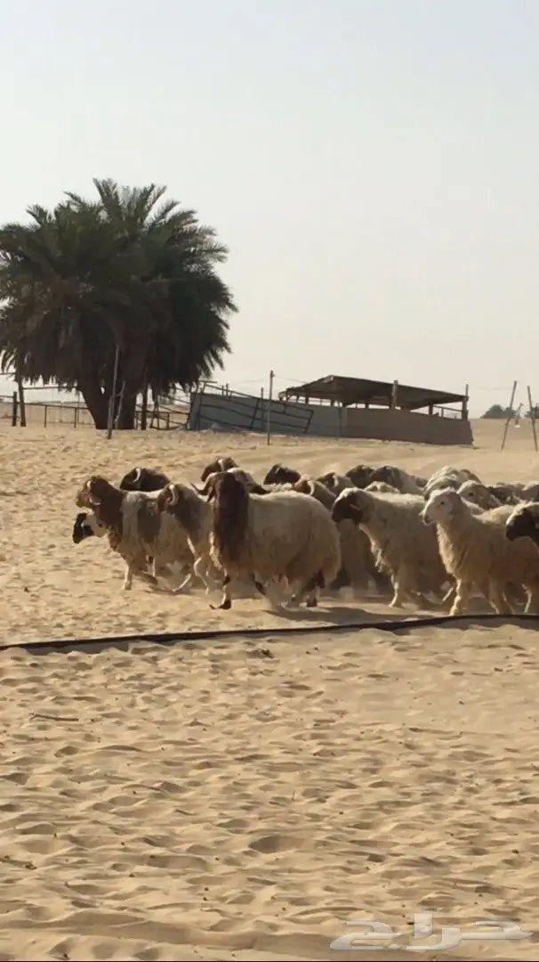 ذبايح نعيم جدعان (image 1)