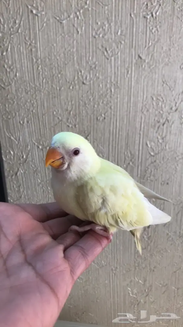 فرخات روز مدهشة - فرصة لا تعوض! (image 4)