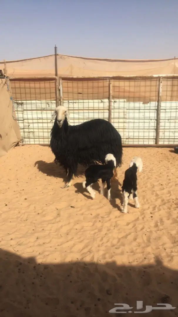 شاه نجديه تحتها ثنين 