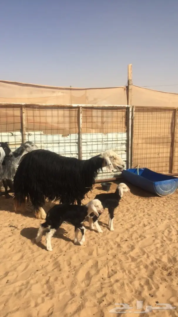 شاه نجديه تحتها ثنين  (image 1)