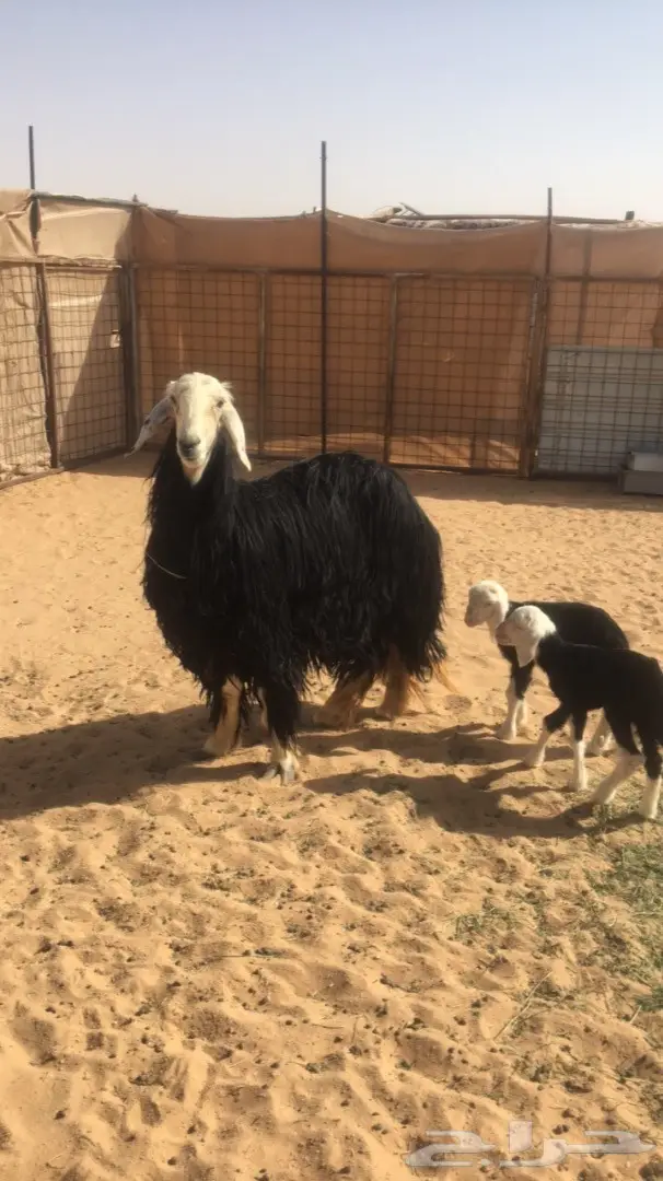 شاه نجديه تحتها ثنين  (image 2)