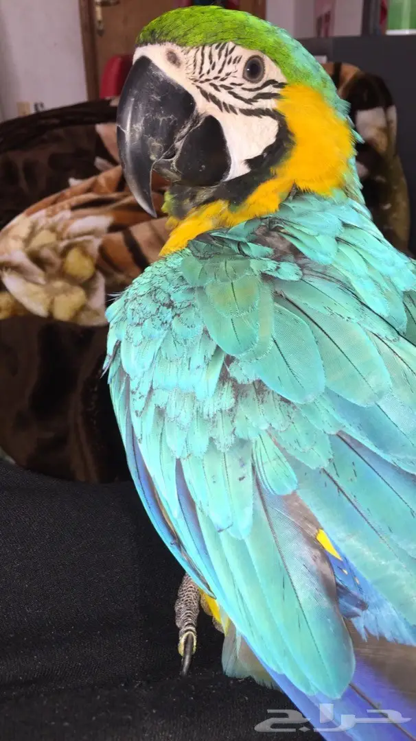 مكاو للبيع ب5000