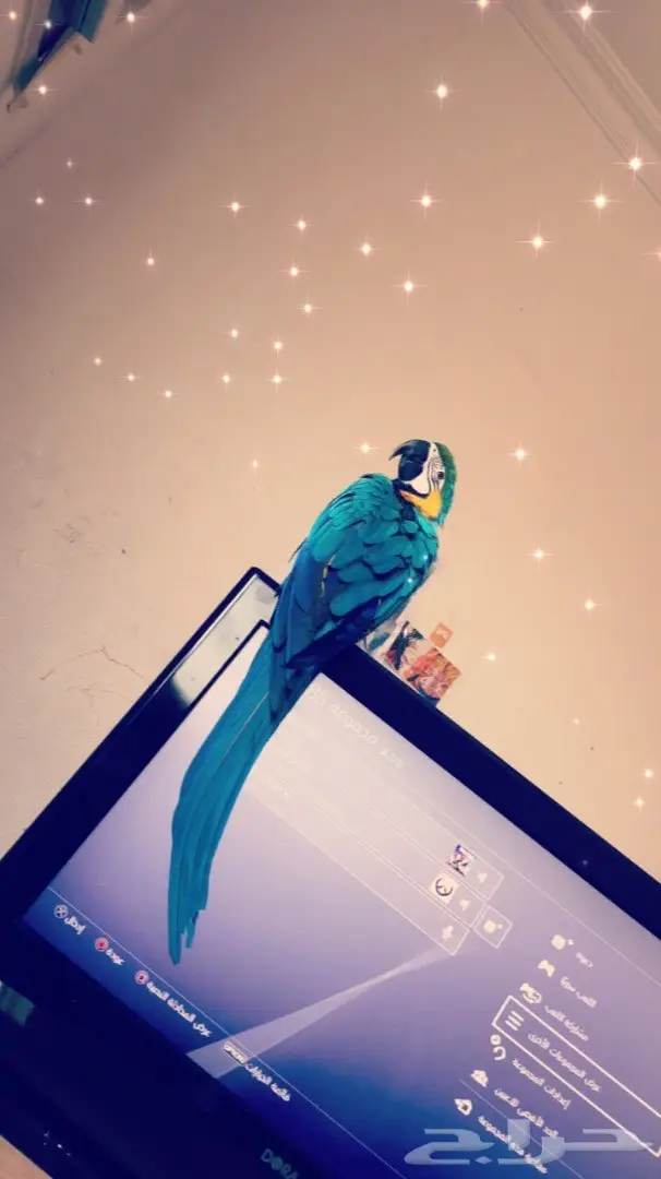 مكاو للبيع ب5000 (image 1)