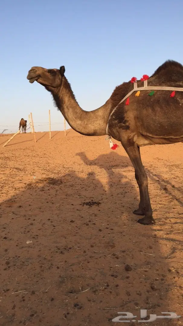 خلفه مجهم منيحهه  الخرج (Image 1)