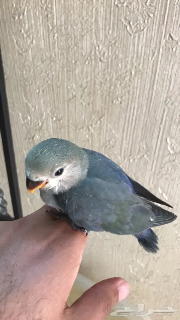 طيور للبيع عرض 24 ساعه  (image 3)
