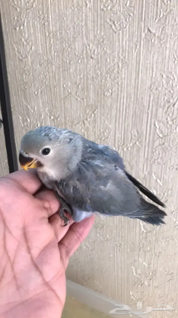 طيور للبيع عرض 24 ساعه  (image 4)
