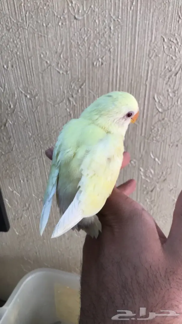 طيور للبيع عرض 24 ساعه  (image 7)