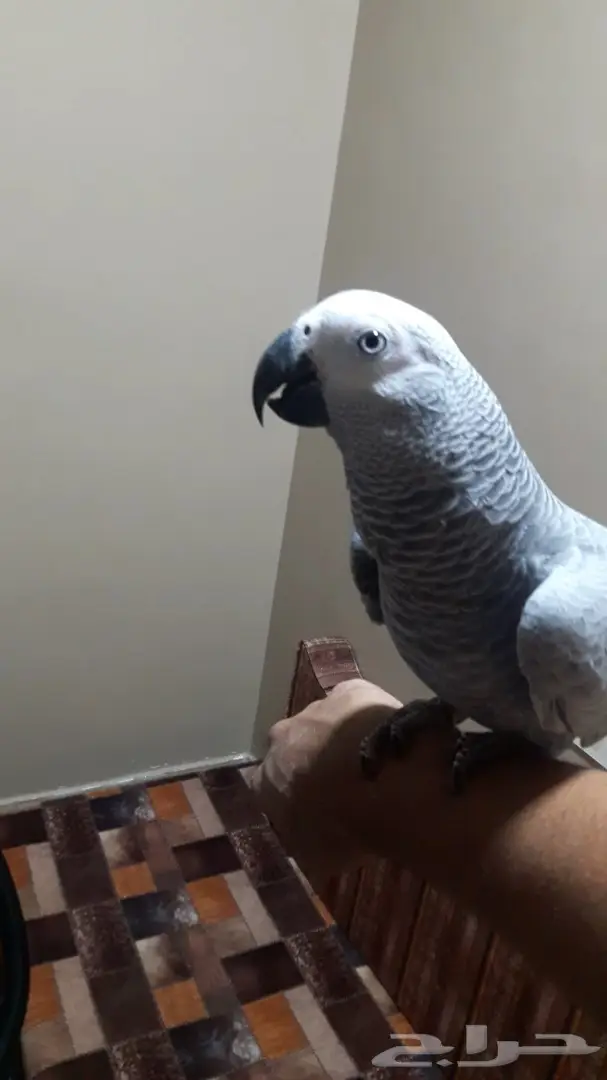 توليف كاسكو مكة - فرصة لا تعوض!