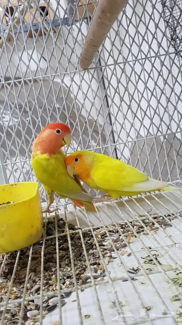 زوج روز بفروخه 