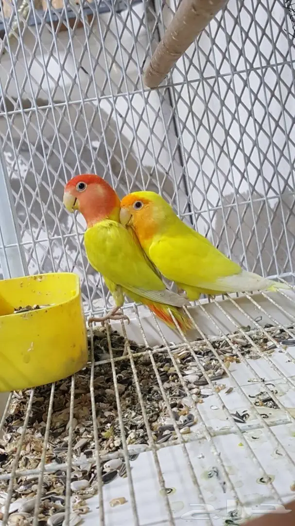 زوج روز مميز مع فرخين - فرصة لا تُفوّت! (image 1)