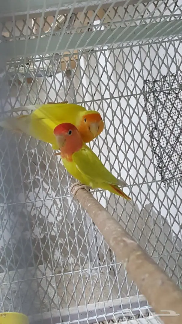 زوج روز مميز مع فرخين - فرصة لا تُفوّت! (image 2)