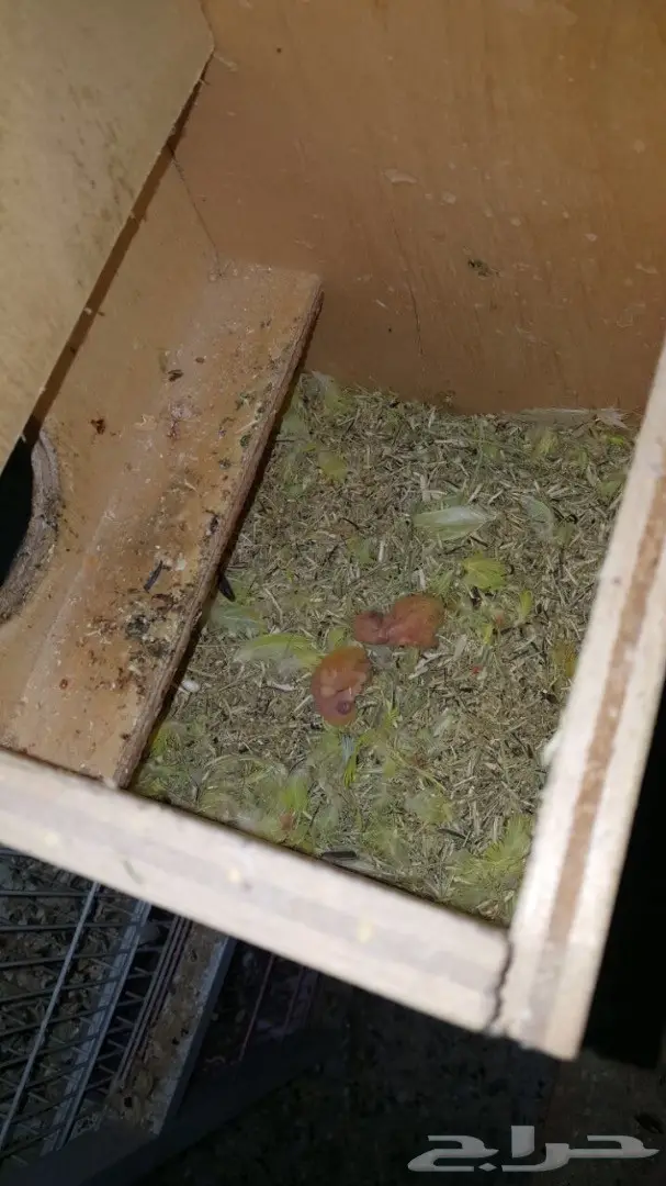 زوج روز مميز مع فرخين - فرصة لا تُفوّت! (image 4)